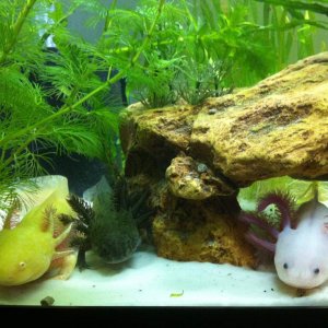 Family portrait! (2 others too small to go in same tank)