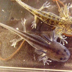 2 axolotls at 12 weeks