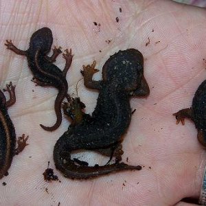 The two on the left are T. shanjing morphs; on the right, T. verrucosus morphs. What a difference in size, eh?