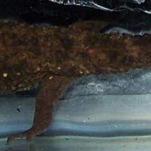 Warty newt I purchased today.