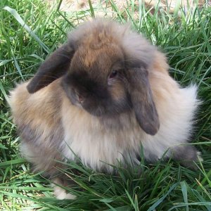 brown fuzzy lop bunny