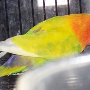 actually a pied fischer  lovebird
