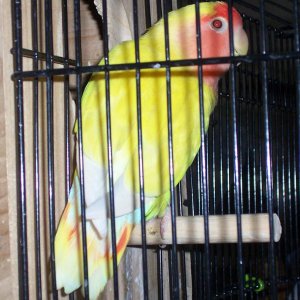 Lutino peachface love bird