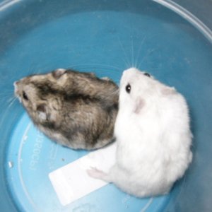 Charlie and Billy