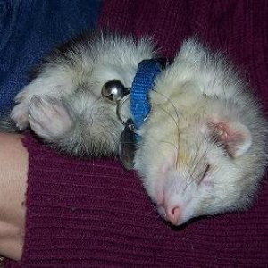 SleepyDutzi2sm