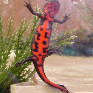 Kelsee's Fire belly newt sparks