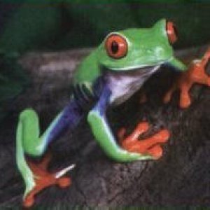 Kelsee's Red-eyed Tree Frog Scarlet