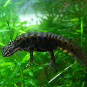 Lissotriton vulgaris vulgaris