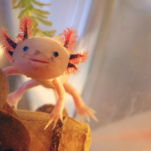 this is the cutest ever... i want the one i get too look just like this <3