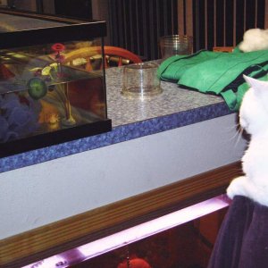 catscan - this is our tank at home - 2 ft by 2 ft by 10 in high. We removed the aquarium plants because we thought they might have caused the film on 