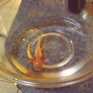 "Freckles" in his salad bowl. He has a hard time staying below water; he might have swallowed some air. I've noticed they all come up to take gulps of