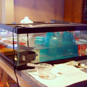 tank set up with the old power filter (totally submersed)