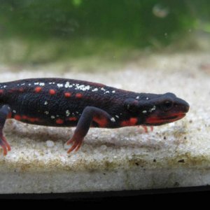 Cynops ensicauda popei