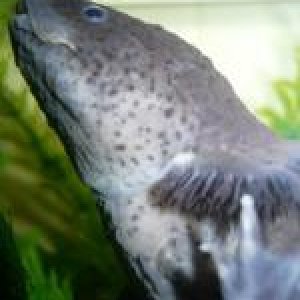 1 Axolotl March 09 007