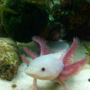 Dratini<3