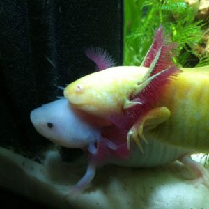 GLOMP
