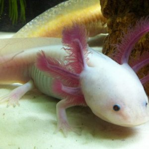 Dratini so pretty