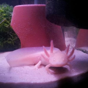 Sid saying hi :)
