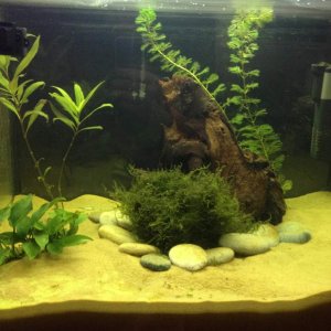 My tank set up.
Sand Substrate, Live Plants, Bogwood, Air Stone, Filter. Light and Fan.
I am aware this light is too bright and I only switch it on to