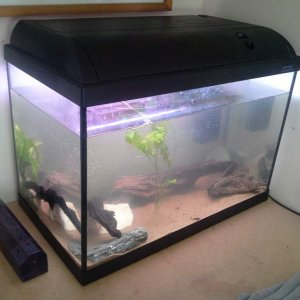 This is there first tank, when I set it up and stared doing all the necessary things to make it perfect for my future axolotls :) I was so excited!! A
