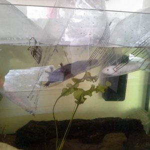 Here are my axolotls first in counter with there new home :) they werent very happy but I was damn certain that was going to change :) ( and it did ) 