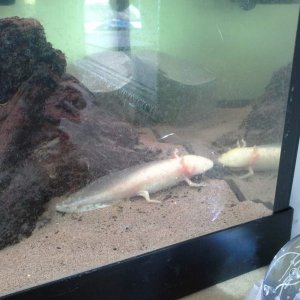 This is my gold axolotl and for now as far as I can tell; is a girl. She is a bit small and over 2months old but thats all myself and the reptile shop