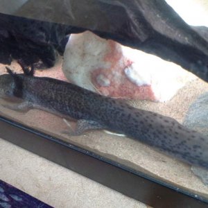 Finally this is my wild coloured axolotl :) and the reptile shop imformed me she is defently female as she has laid eggs in the past :) she made it to