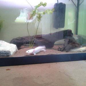 Wider view of them settling in and exploring,  I couldn't stop myself from watching them! :*