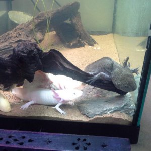 Despite all the room they have, they decided that they would rather keep each othere good company :) Really happy they have settled in so well!
