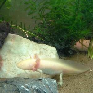 My little gold axolotl showing how much better she looks now :D shes so gorgeous!