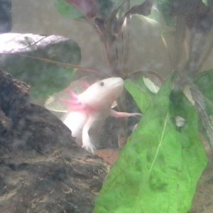 My male pink axolotl exploring yet again :) love him x