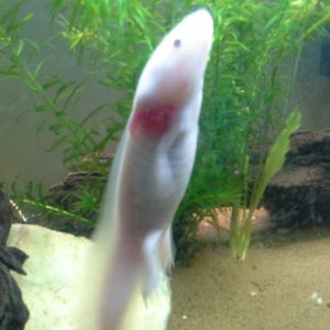 My male pink axolotl off for a swim again :) he moves so fast!, this photo was so hard to get.