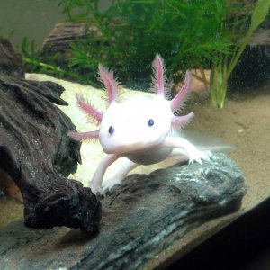 My male axolotl being a real cutie !, stunning x