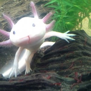 Food time! He loves the blood worm :)