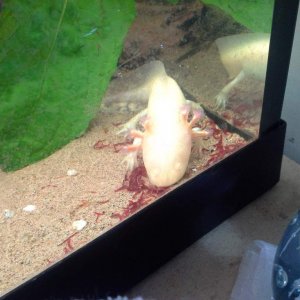 Little one scraping her food up into clumps so she can eat it :)