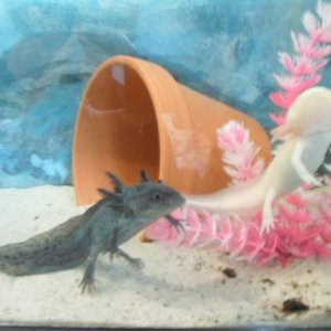 Axolotl Nell 
(and his brother Nero)