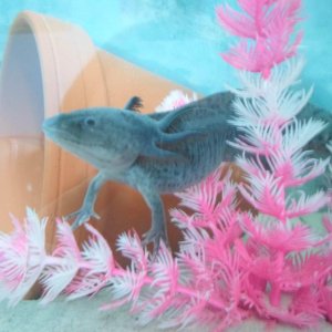 Axolotl Nero
Nero likes to sit on this pink plant I have in my aquarium. Him and Nell will perch themselves on the top of the tallest part and stick t