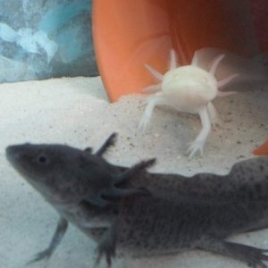 Axolotl Nero
(and Nell in the background)