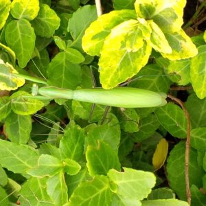IMG 00000209