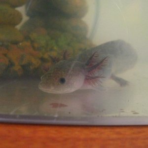 Flik at about 1-2 months old. Missing his front legs which were bitten off by a sibling. Only about 3 inches long.