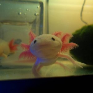 pinkie is by far not camera shy