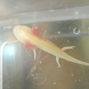 mushi my albino GFP