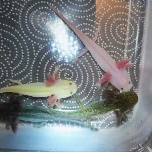 my different axie colors at a glance