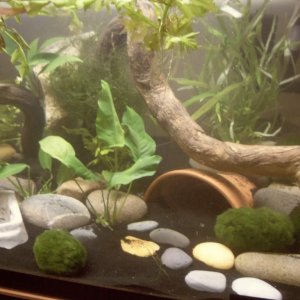 redid my tank and did water changes