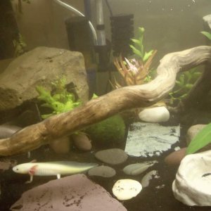 my smaller gfp lucy minie