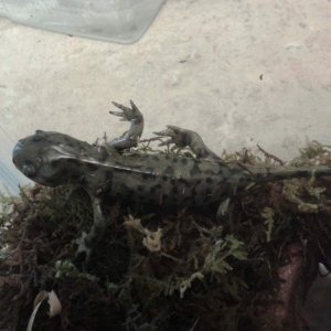 squishy, looking like he needs some food (day 3 after finding him)