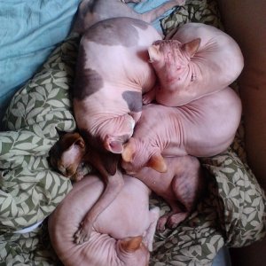 Snakepit of snuggly warmth <3
