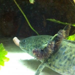 Cho with a worm