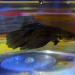 halfmoon bettta