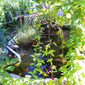 my pond and rare morning glory called picotte blue